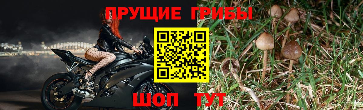 Магадан  Галлюциногенные грибы Psilocybe  хочу   Вход с VPN 